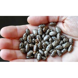 Tác dụng,độc tính của hạt thầu dầu