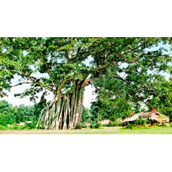 Thuyết minh về khu di tích lịch sử quốc gia đặc biệt Tân Trào