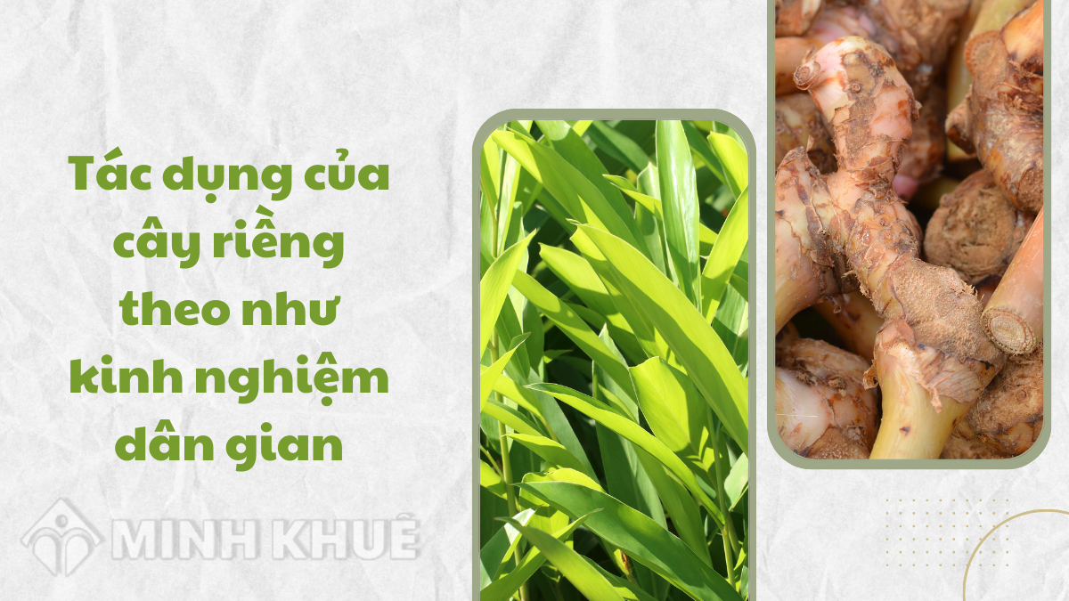 Tác dụng của cây riềng theo như kinh nghiệm dân gian