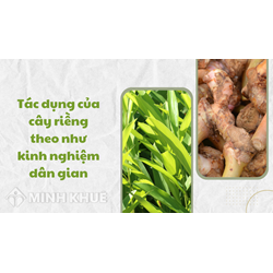 Tác dụng của cây riềng theo như kinh nghiệm dân gian