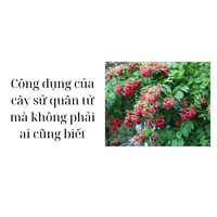 Công dụng của cây sử quân tử mà không phải ai cũng biết