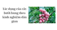 Tác dụng của cây bưởi bung theo kinh nghiệm dân gian