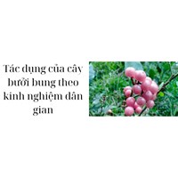Tác dụng của cây bưởi bung theo kinh nghiệm dân gian