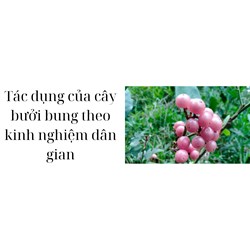 Tác dụng của cây bưởi bung theo kinh nghiệm dân gian