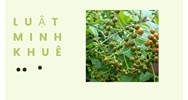 Quả xạ đen có tác dụng gì theo như kinh nghiệm dân gian?