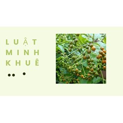 Quả xạ đen có tác dụng gì theo như kinh nghiệm dân gian?