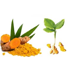 Những tác dụng tuyệt vời của nghệ