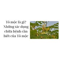 Tô mộc là gì? Những tác dụng chữa bệnh cần biết của Tô mộc