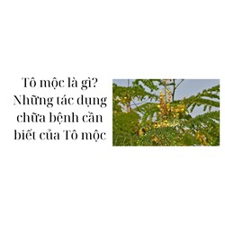 Tô mộc là gì? Những tác dụng chữa bệnh cần biết của Tô mộc