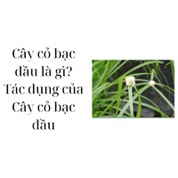 Cây cỏ bạc đầu là gì? Tác dụng của Cây cỏ bạc đầu