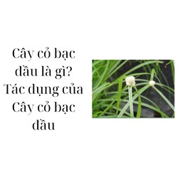 Cây cỏ bạc đầu là gì? Tác dụng của Cây cỏ bạc đầu