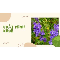 Hoàng cầm có tác dụng gì theo như kinh nghiệm dân gian?
