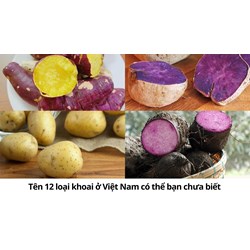 Tên 12 loại khoai ở Việt Nam có thể bạn chưa biết
