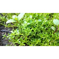 Rau đắng đất có tác dụng gì theo kinh nghiệm dân gian?