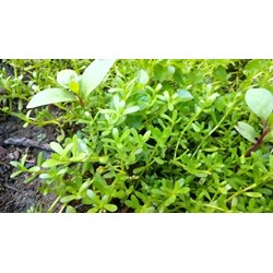 Rau đắng đất có tác dụng gì theo kinh nghiệm dân gian?