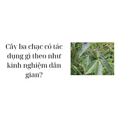 Cây ba chạc có tác dụng gì theo như kinh nghiệm dân gian?