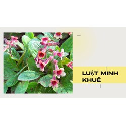 Cây sinh địa có tác dụng gì theo như kinh nghiệm dân gian?