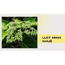 Cây vọng cách có tác dụng gì theo như kinh nghiệm dân gian?