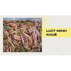 Rươi là con gì? Con rươi là đặc sản ở đâu? Cách chế biến con rươi