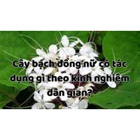 Cây bạch đồng nữ có tác dụng gì theo kinh nghiệm dân gian?