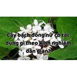 Cây bạch đồng nữ có tác dụng gì theo kinh nghiệm dân gian?