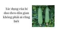 Tác dụng của bí đao theo dân gian không phải ai cũng biết