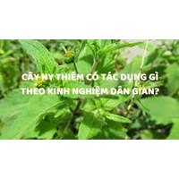 Cây hy thiêm có tác dụng gì theo kinh nghiệm dân gian?
