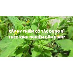 Cây hy thiêm có tác dụng gì theo kinh nghiệm dân gian?