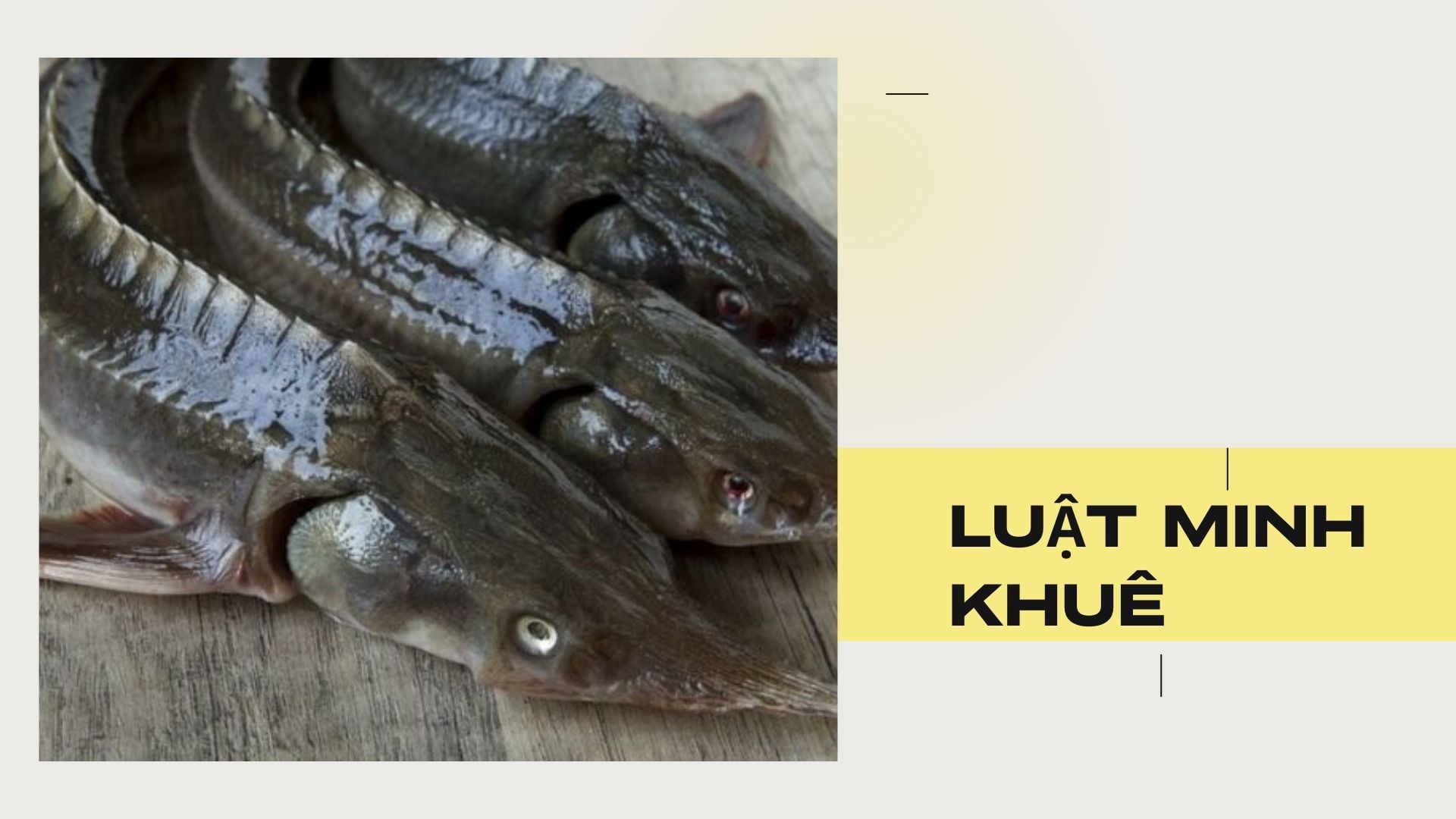 Cá tầm là cá gì? Giá trị dinh dưỡng của cá tầm như thế nào?