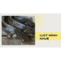 Cá tầm là cá gì? Giá trị dinh dưỡng của cá tầm như thế nào?