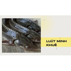 Cá tầm là cá gì? Giá trị dinh dưỡng của cá tầm như thế nào?