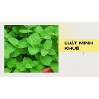 Rau bạc hà có tác dụng gì theo như kinh nghiệm dân gian?