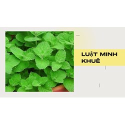 Rau bạc hà có tác dụng gì theo như kinh nghiệm dân gian?