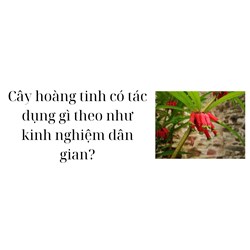 Cây hoàng tinh có tác dụng gì theo như kinh nghiệm dân gian?
