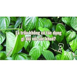 Lá trầu không có tác dụng gì đối với sức khoẻ?