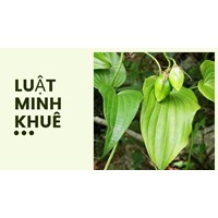 Công dụng của Cây bách bộ theo như kinh nghiệm dân gian