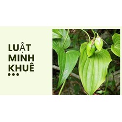 Công dụng của Cây bách bộ theo như kinh nghiệm dân gian
