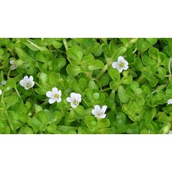 Mẹ bầu ăn rau đắng có tốt không?