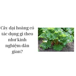 Cây đại hoàng có tác dụng gì theo như kinh nghiệm dân gian?