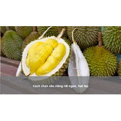 Cách chọn sầu riêng ri6 ngon, hạt lép