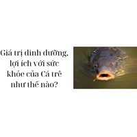 Giá trị dinh dưỡng, lợi ích với sức khỏe của Cá trê như thế nào?