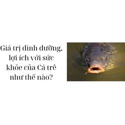 Giá trị dinh dưỡng, lợi ích với sức khỏe của Cá trê như thế nào?