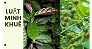 Uống xạ đen có giảm cân hay không theo như kinh nghiệm dân gian?