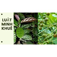 Uống xạ đen có giảm cân hay không theo như kinh nghiệm dân gian?
