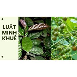 Uống xạ đen có giảm cân hay không theo như kinh nghiệm dân gian?
