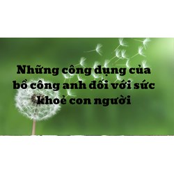 Những công dụng của bồ công anh đối với sức khoẻ con người