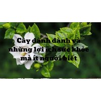 Cây dành dành và những lợi ích sức khỏe mà ít người biết