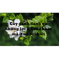 Cây dành dành và những lợi ích sức khỏe mà ít người biết