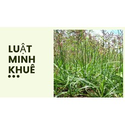 Cây hương phụ có tác dụng gì theo như kinh nghiệm dân gian?