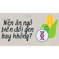 Nên ăn ngô biến đổi gen hay không?